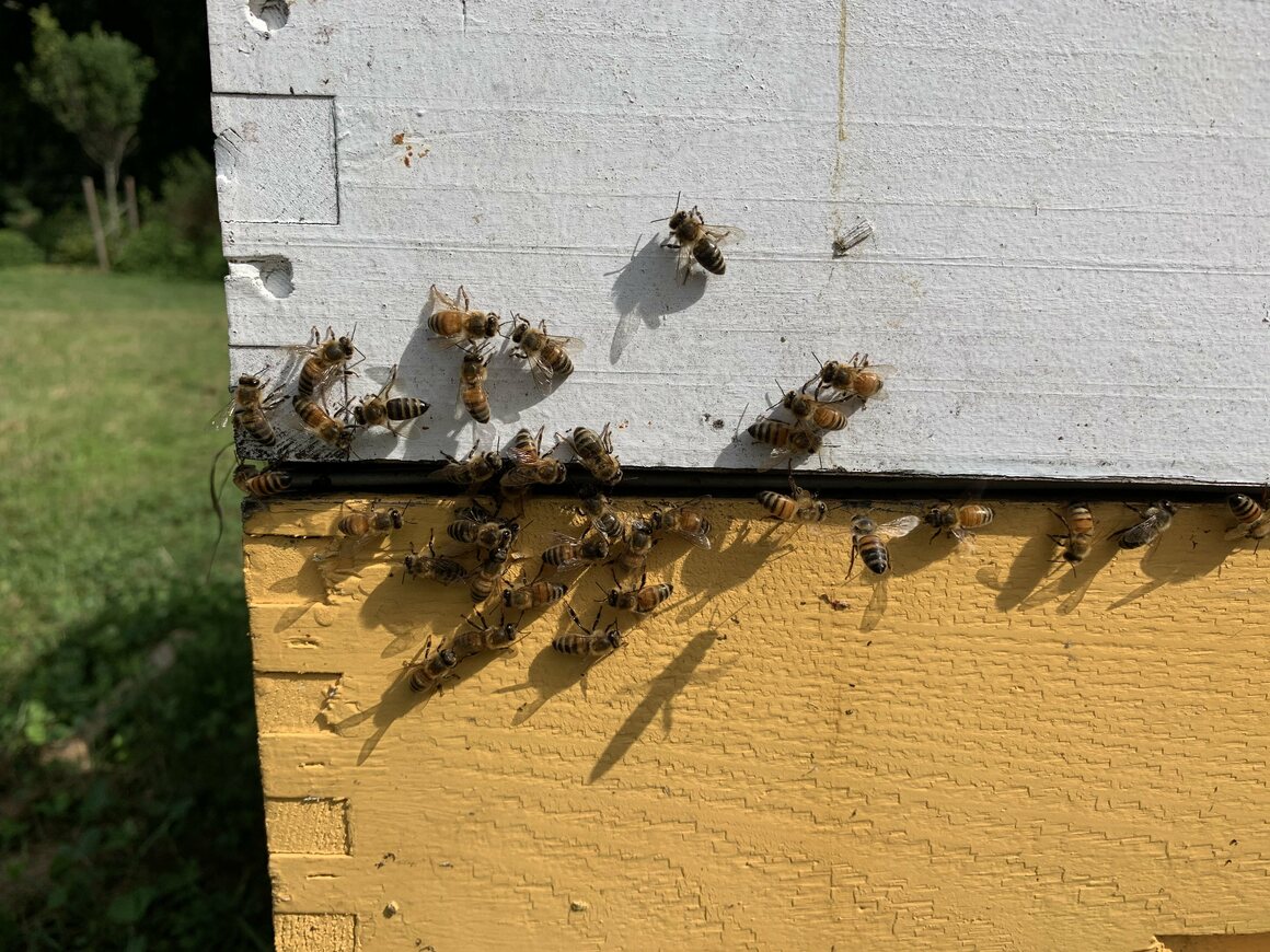 The Heritage Garden bees. COURTESY OF TREVOR CREAN